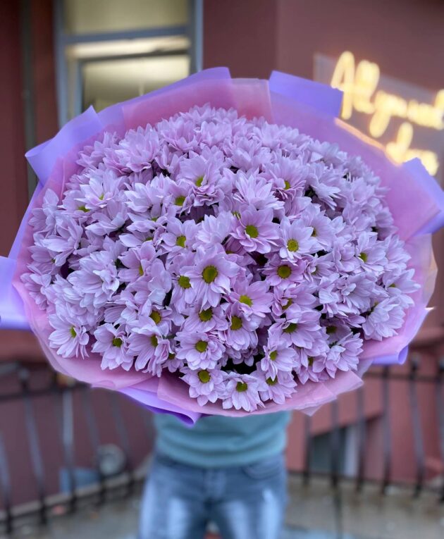 95 Розовых Кустовых Хризантем Ромашка